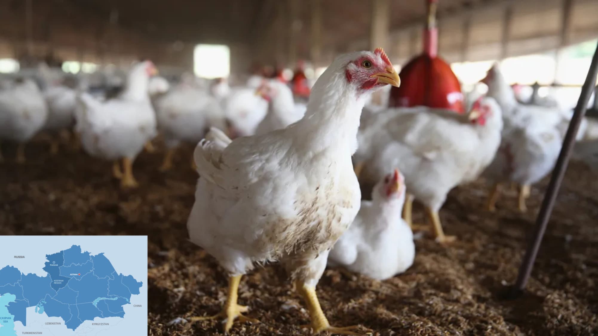 Canadian Chicken Poultry Production and Processing Plant — project photo