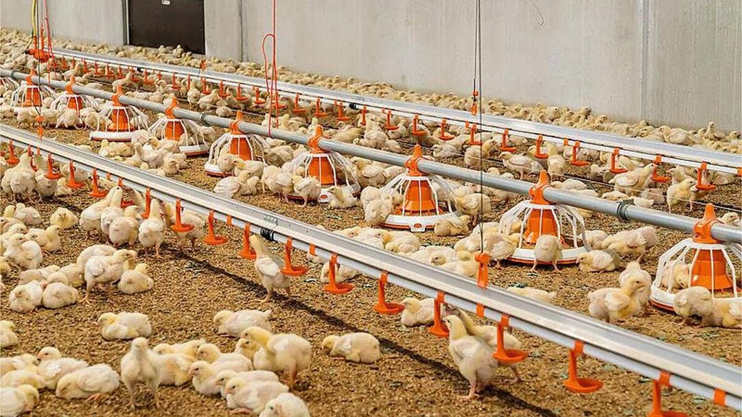 Breeding Poultry Farm by Alhusaini Group — project photo